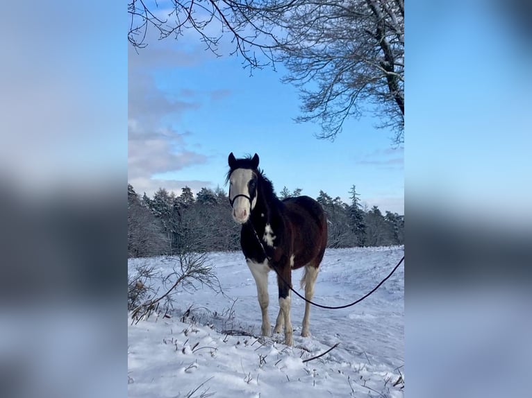 American Quarter Horse Hengst 2 Jaar 145 cm Bruin in Geiselwind