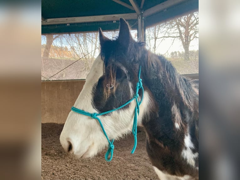 American Quarter Horse Hengst 2 Jaar 145 cm Bruin in Geiselwind