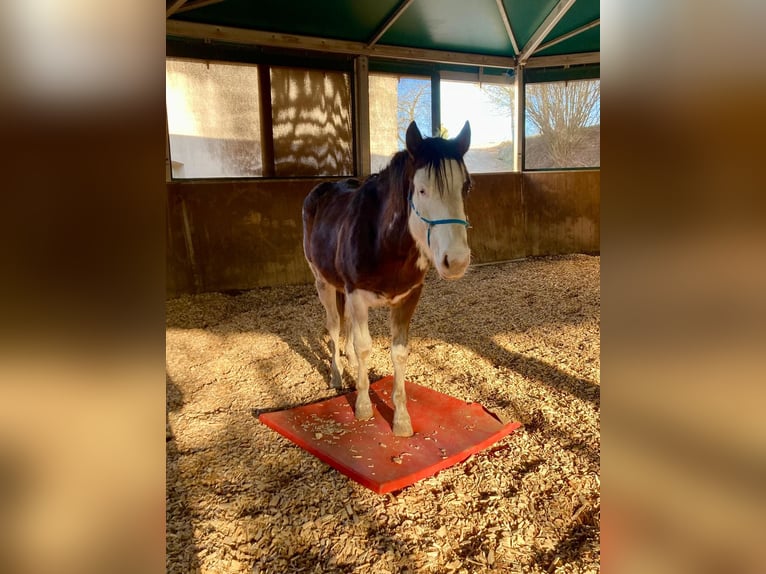 American Quarter Horse Hengst 2 Jaar 145 cm Bruin in Geiselwind