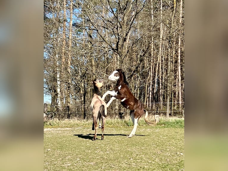 American Quarter Horse Hengst 2 Jaar 145 cm Bruin in Geiselwind