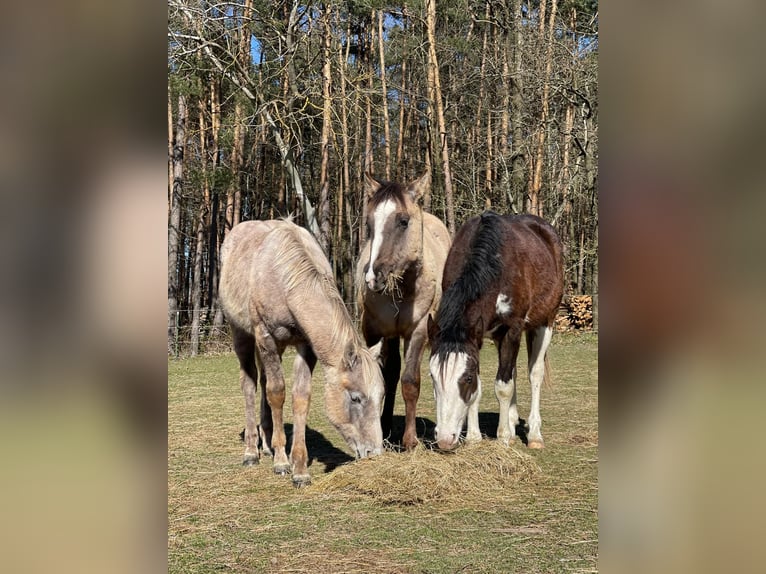 American Quarter Horse Hengst 2 Jaar 145 cm Bruin in Geiselwind