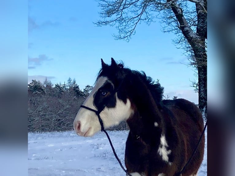 American Quarter Horse Hengst 2 Jaar 145 cm Bruin in Geiselwind