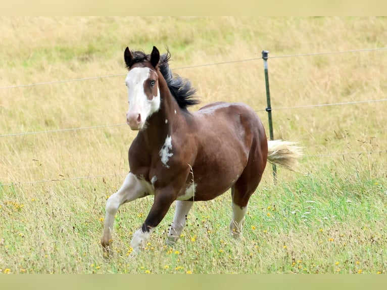 American Quarter Horse Hengst 2 Jaar 145 cm Bruin in Geiselwind