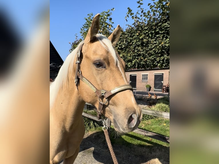 American Quarter Horse Hengst 2 Jaar 145 cm Palomino in Barneveld