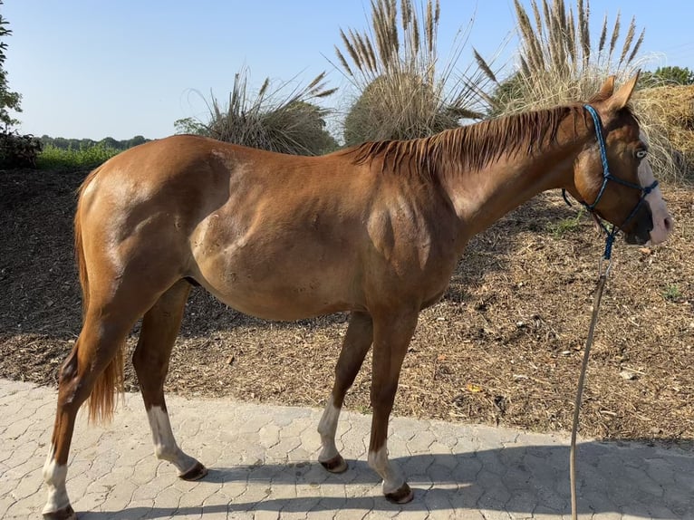 American Quarter Horse Hengst 2 Jaar 145 cm Red Dun in Straelen