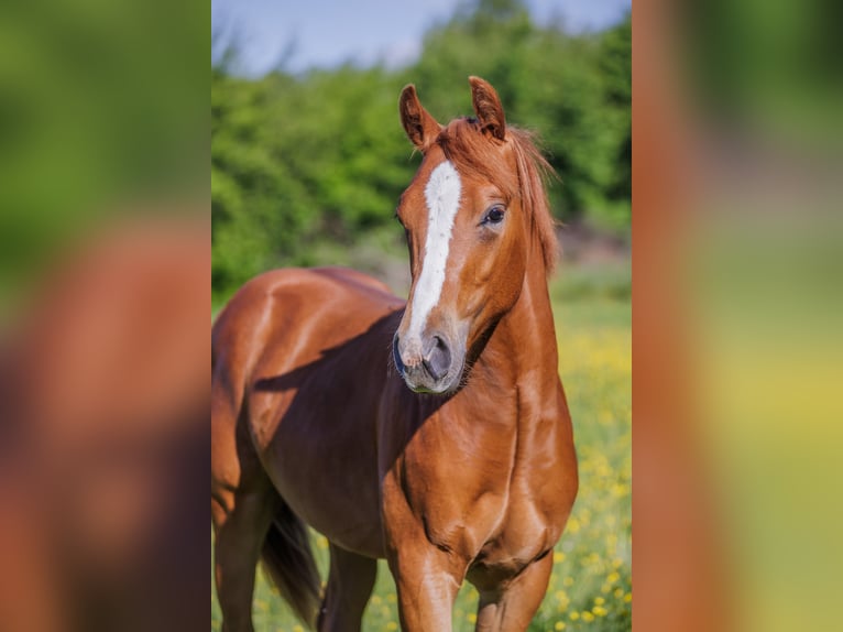 American Quarter Horse Hengst 2 Jaar 145 cm Vos in Dražkovce pri Martine