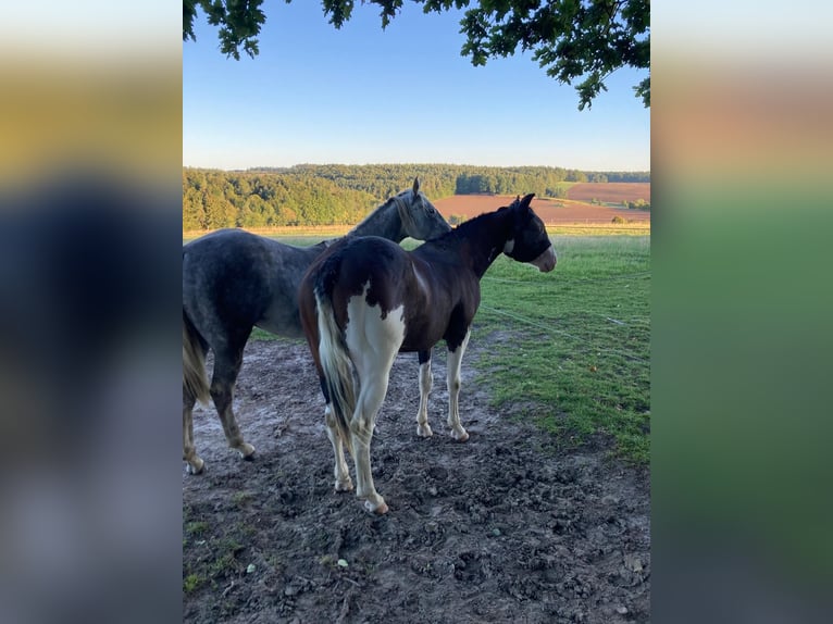 American Quarter Horse Hengst 2 Jaar 145 cm in Geiselwind