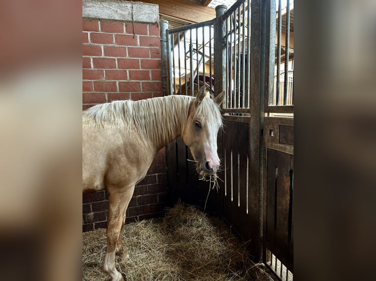 American Quarter Horse Hengst 2 Jaar 146 cm Palomino in Rhede