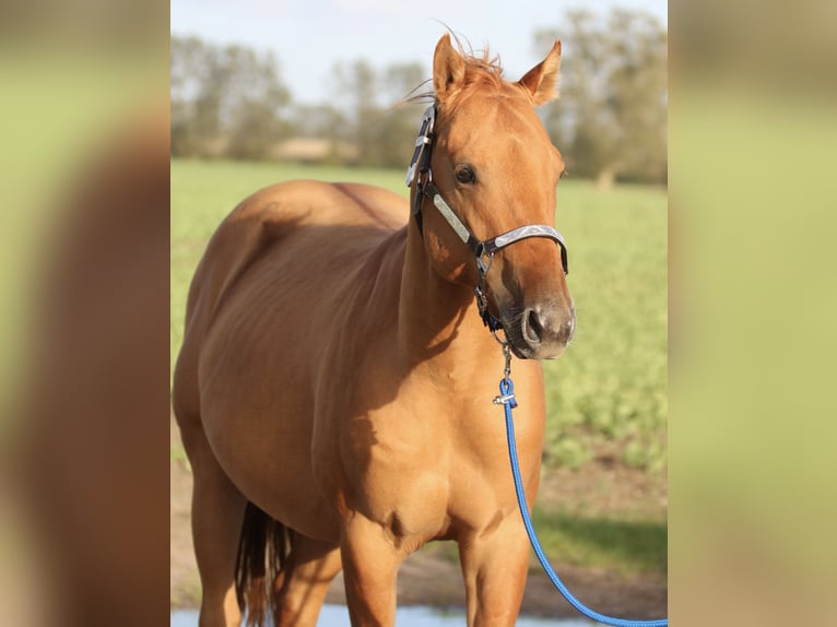 American Quarter Horse Hengst 2 Jaar 146 cm Red Dun in Nienhagen