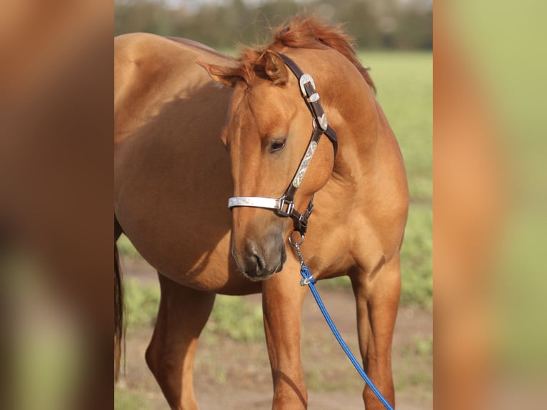 American Quarter Horse Hengst 2 Jaar 146 cm Red Dun in Nienhagen