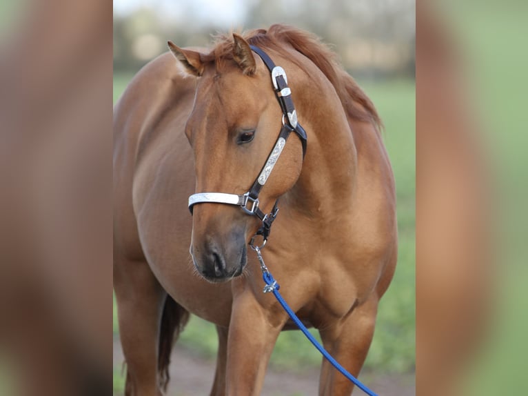 American Quarter Horse Hengst 2 Jaar 146 cm Red Dun in Nienhagen