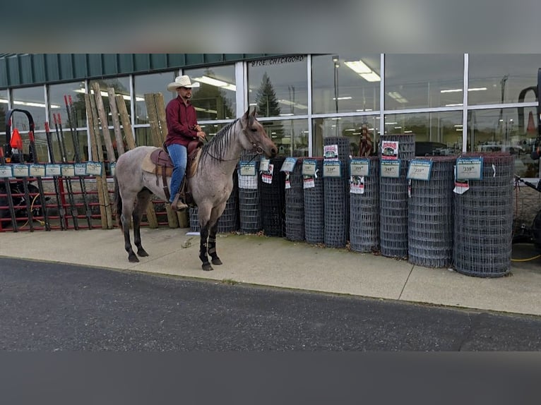 American Quarter Horse Hengst 2 Jaar 146 cm Roan-Bay in Shipshewana