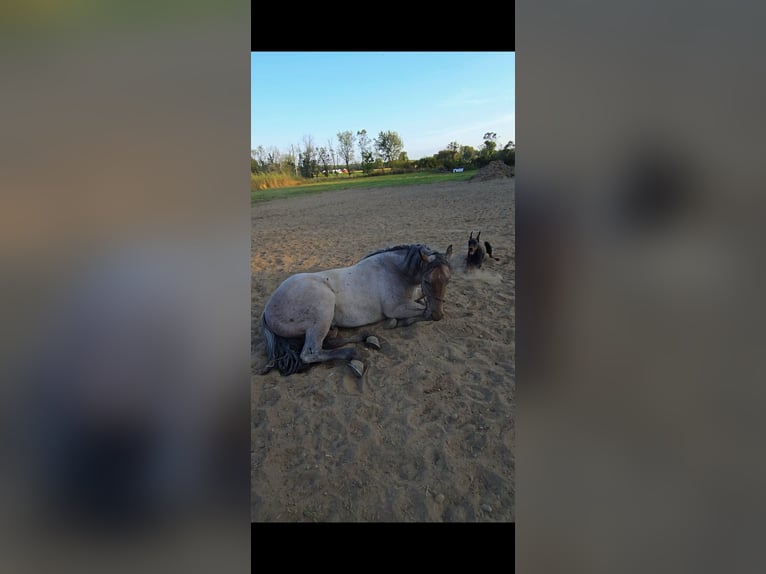 American Quarter Horse Hengst 2 Jaar 146 cm Roan-Bay in Shipshewana