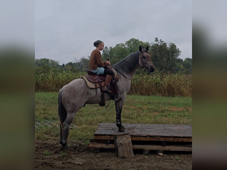 American Quarter Horse Hengst 2 Jaar 146 cm Roan-Bay in Shipshewana