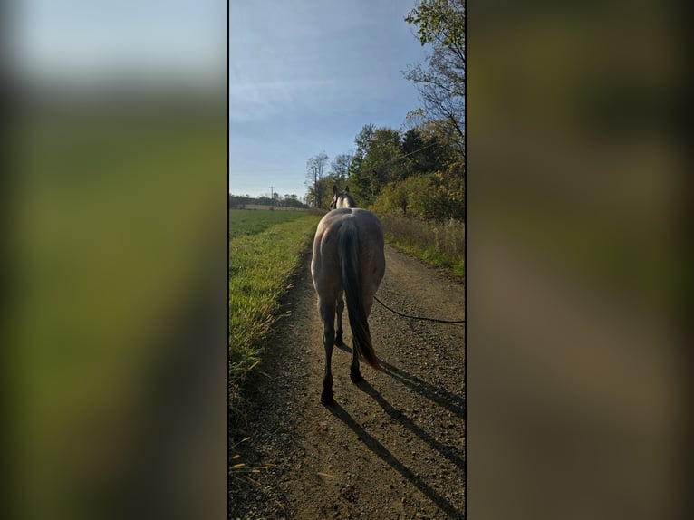 American Quarter Horse Hengst 2 Jaar 146 cm Roan-Bay in Shipshewana