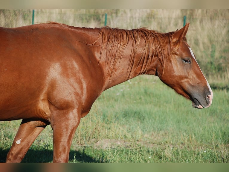 American Quarter Horse Hengst 2 Jaar 146 cm Vos in Ludwigslust