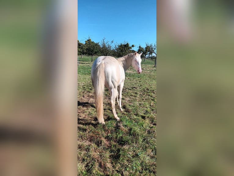 American Quarter Horse Hengst 2 Jaar 147 cm Cremello in LEMBACH