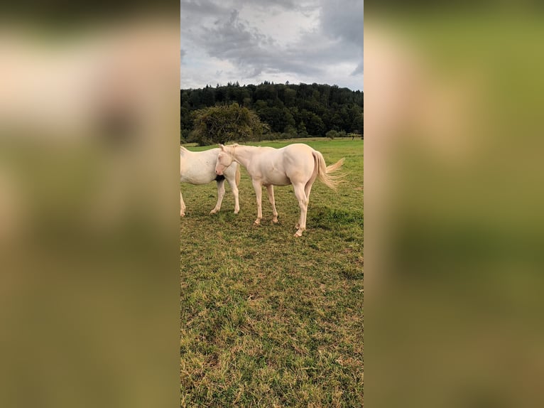 American Quarter Horse Hengst 2 Jaar 147 cm Cremello in LEMBACH