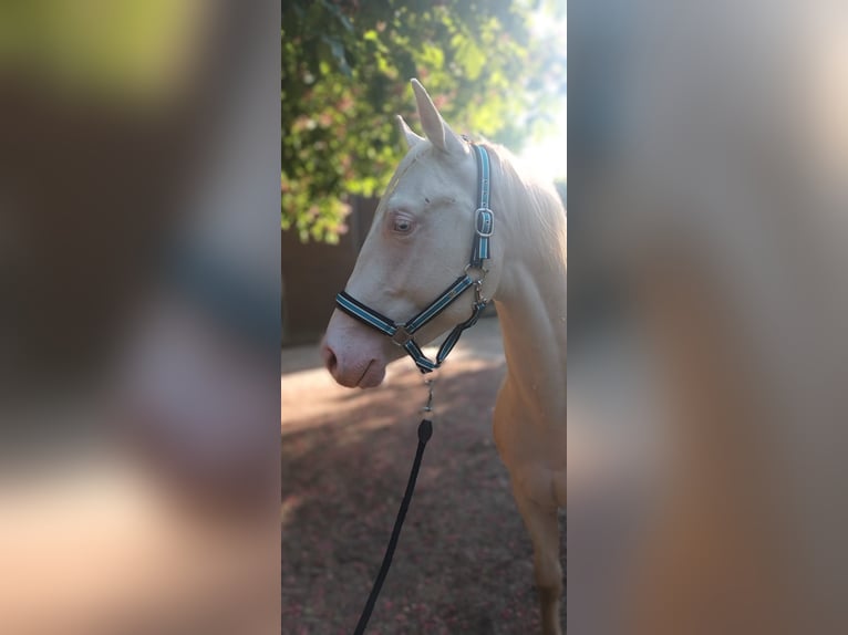 American Quarter Horse Hengst 2 Jaar 147 cm Cremello in LEMBACH