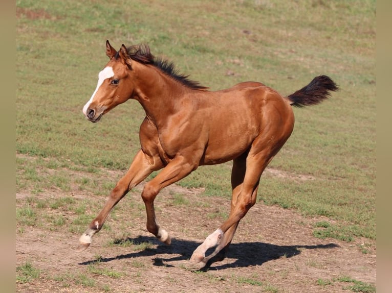 American Quarter Horse Hengst 2 Jaar 148 cm Bruin in Waldshut-Tiengen