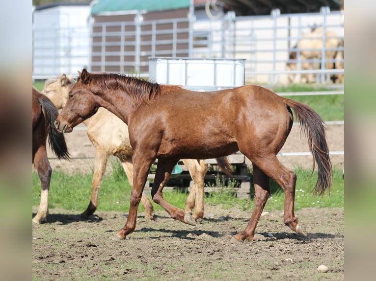 American Quarter Horse Hengst 2 Jaar 148 cm Donkere-vos in Waldshut-Tiengen