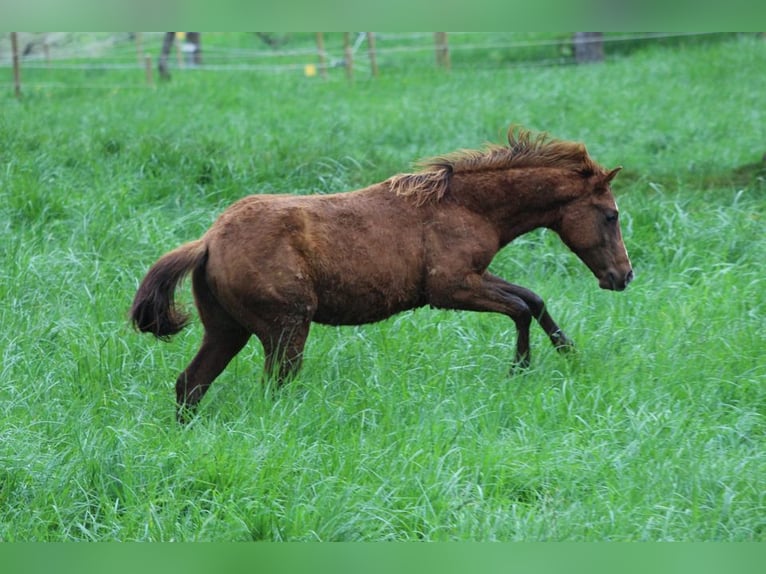 American Quarter Horse Hengst 2 Jaar 148 cm Donkere-vos in Waldshut-Tiengen