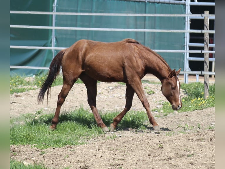 American Quarter Horse Hengst 2 Jaar 148 cm Donkere-vos in Waldshut-Tiengen