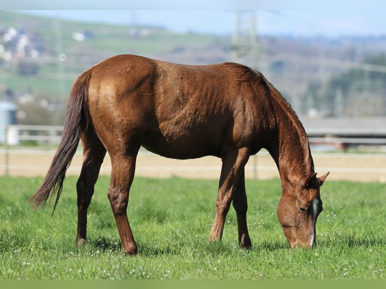 American Quarter Horse Hengst 2 Jaar 148 cm Donkere-vos in Waldshut-Tiengen