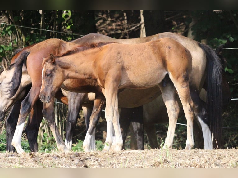 American Quarter Horse Hengst 2 Jaar 148 cm Donkere-vos in Waldshut-Tiengen