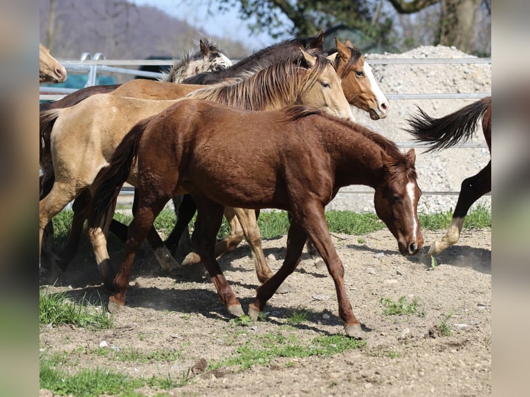American Quarter Horse Hengst 2 Jaar 148 cm Donkere-vos in Waldshut-Tiengen