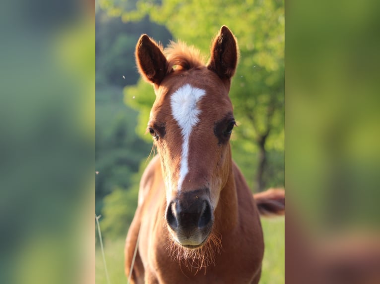 American Quarter Horse Hengst 2 Jaar 148 cm Donkere-vos in Waldshut-Tiengen