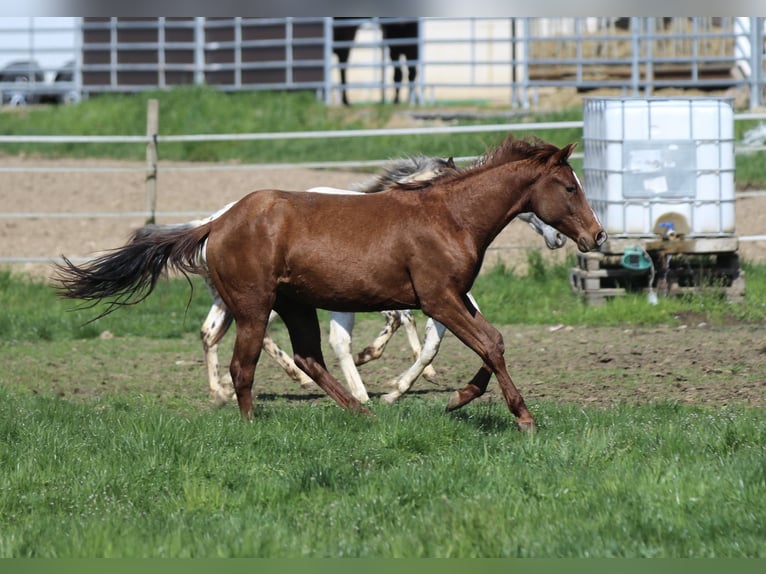 American Quarter Horse Hengst 2 Jaar 148 cm Donkere-vos in Waldshut-Tiengen