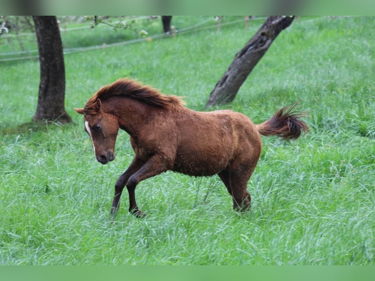 American Quarter Horse Hengst 2 Jaar 148 cm Donkere-vos in Waldshut-Tiengen