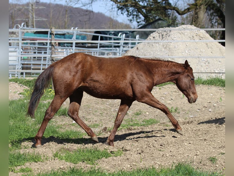 American Quarter Horse Hengst 2 Jaar 148 cm Donkere-vos in Waldshut-Tiengen