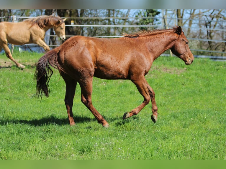 American Quarter Horse Hengst 2 Jaar 148 cm Donkere-vos in Waldshut-Tiengen
