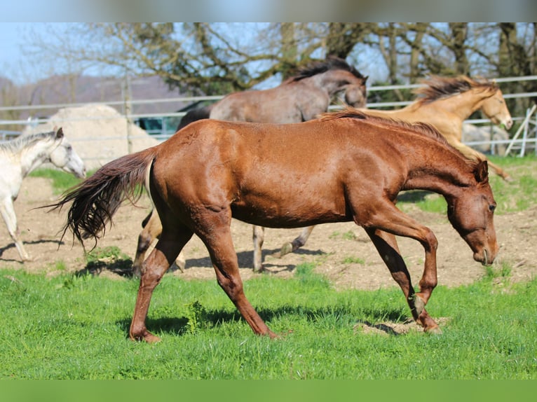 American Quarter Horse Hengst 2 Jaar 148 cm Donkere-vos in Waldshut-Tiengen