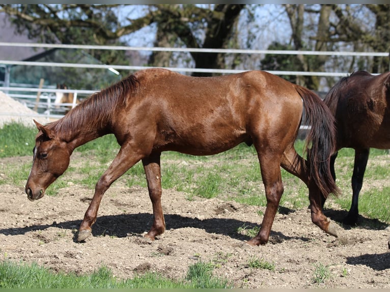 American Quarter Horse Hengst 2 Jaar 148 cm Donkere-vos in Waldshut-Tiengen