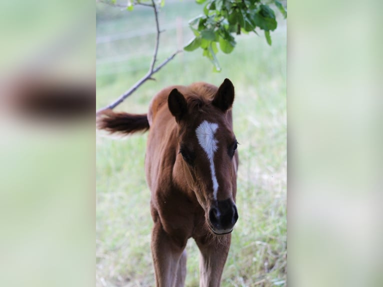 American Quarter Horse Hengst 2 Jaar 148 cm Donkere-vos in Waldshut-Tiengen