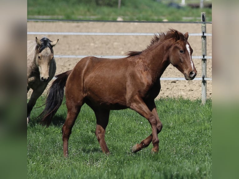 American Quarter Horse Hengst 2 Jaar 148 cm Donkere-vos in Waldshut-Tiengen