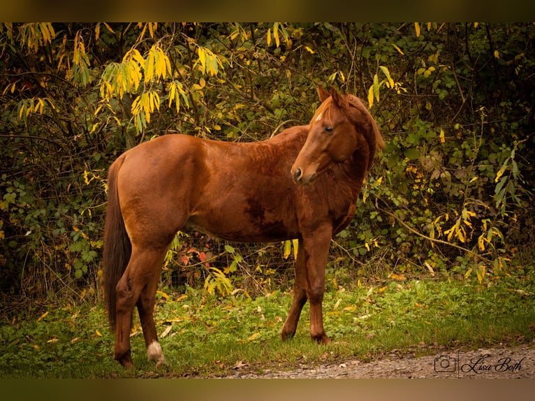 American Quarter Horse Hengst 2 Jaar 148 cm Donkere-vos in Illingen