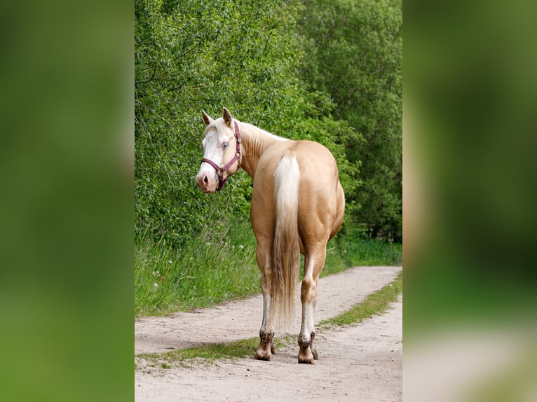 American Quarter Horse Hengst 2 Jaar 148 cm Palomino in Neukalen