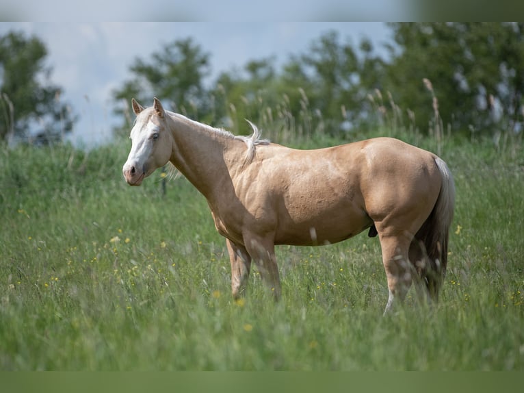 American Quarter Horse Hengst 2 Jaar 148 cm Palomino in Neukalen