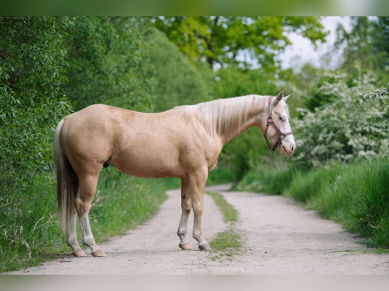 American Quarter Horse Hengst 2 Jaar 148 cm Palomino in Neukalen
