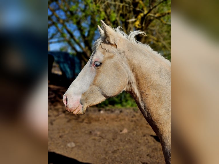 American Quarter Horse Hengst 2 Jaar 148 cm Palomino in Neukalen