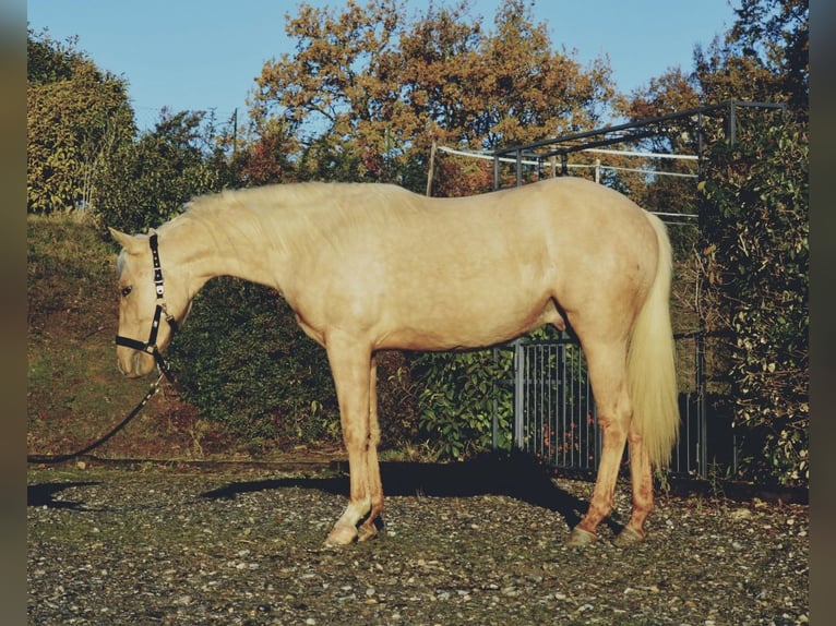 American Quarter Horse Hengst 2 Jaar 148 cm Palomino in Freystadt