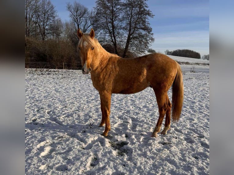 American Quarter Horse Hengst 2 Jaar 148 cm Palomino in Wiedergeltingen