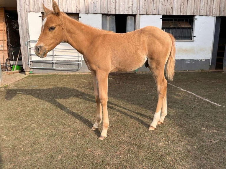 American Quarter Horse Hengst 2 Jaar 148 cm Palomino in Wiedergeltingen