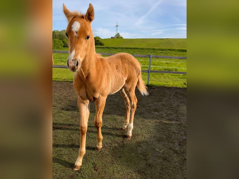 American Quarter Horse Hengst 2 Jaar 148 cm Palomino in Wiedergeltingen