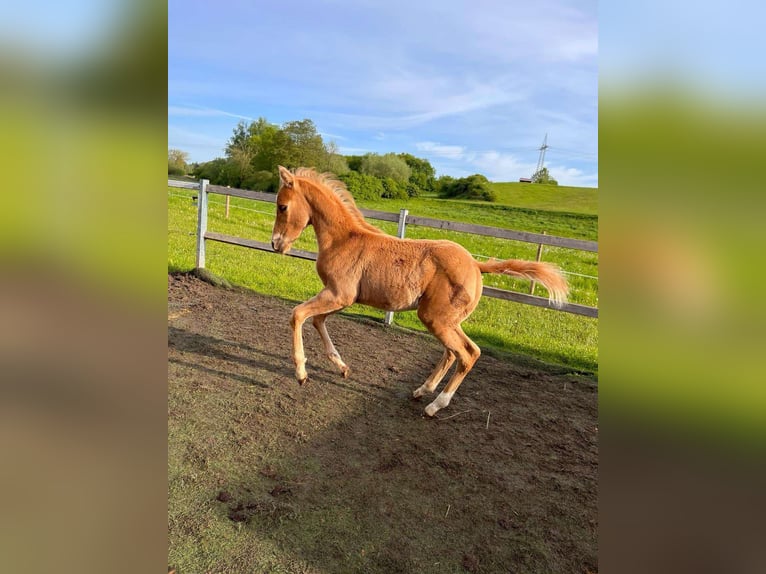 American Quarter Horse Hengst 2 Jaar 148 cm Palomino in Wiedergeltingen