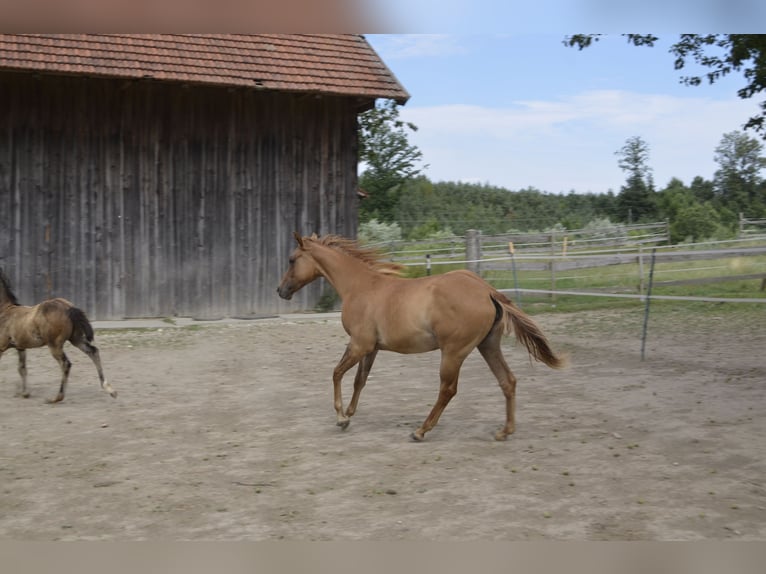 American Quarter Horse Hengst 2 Jaar 148 cm Red Dun in Burgkirchen